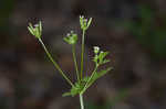 Hairyfruit chervil